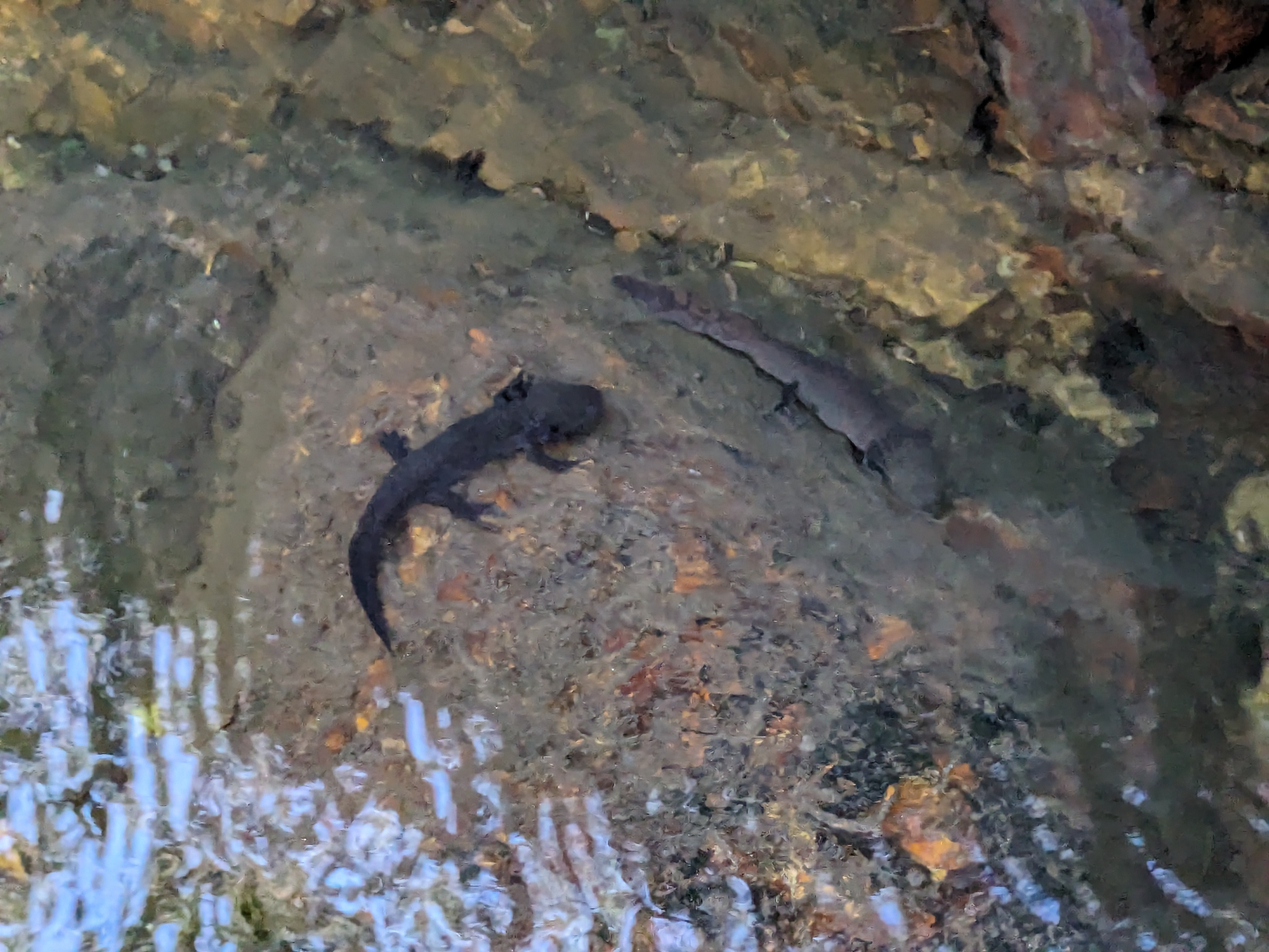 Axolotl