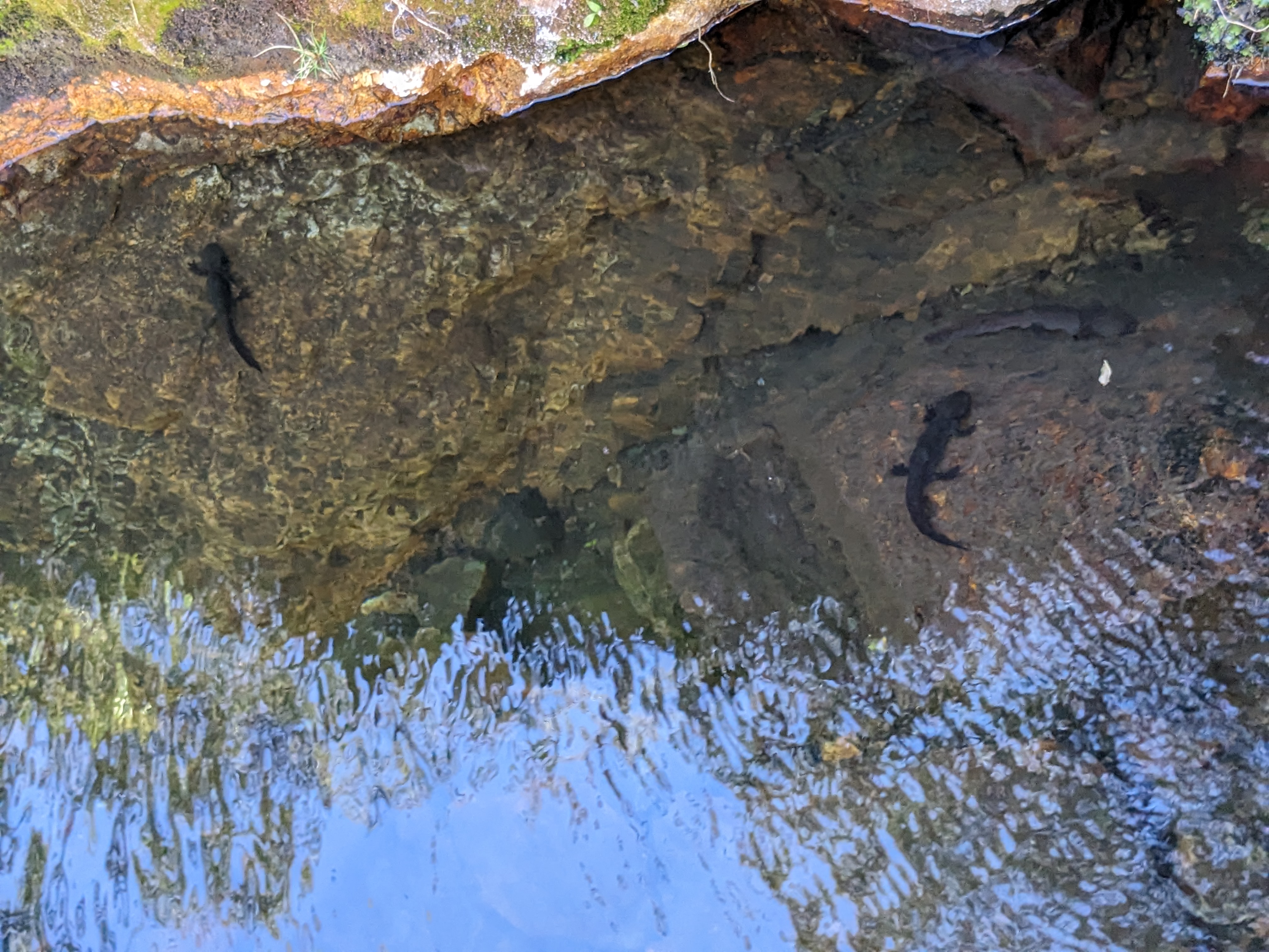 Axolotl