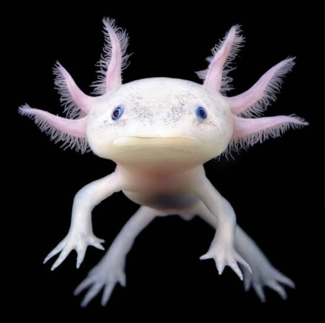 Axolotl