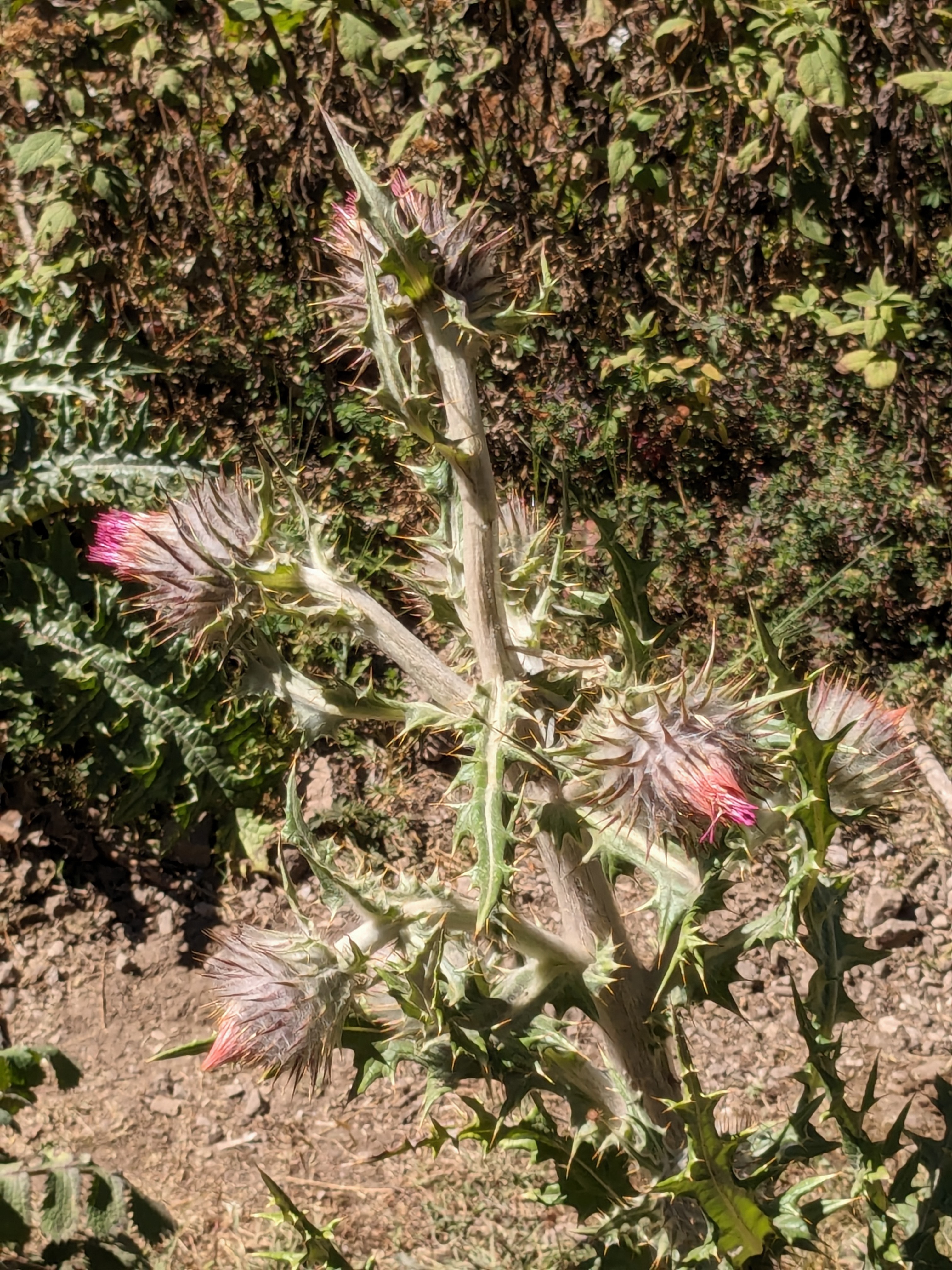 Native plants