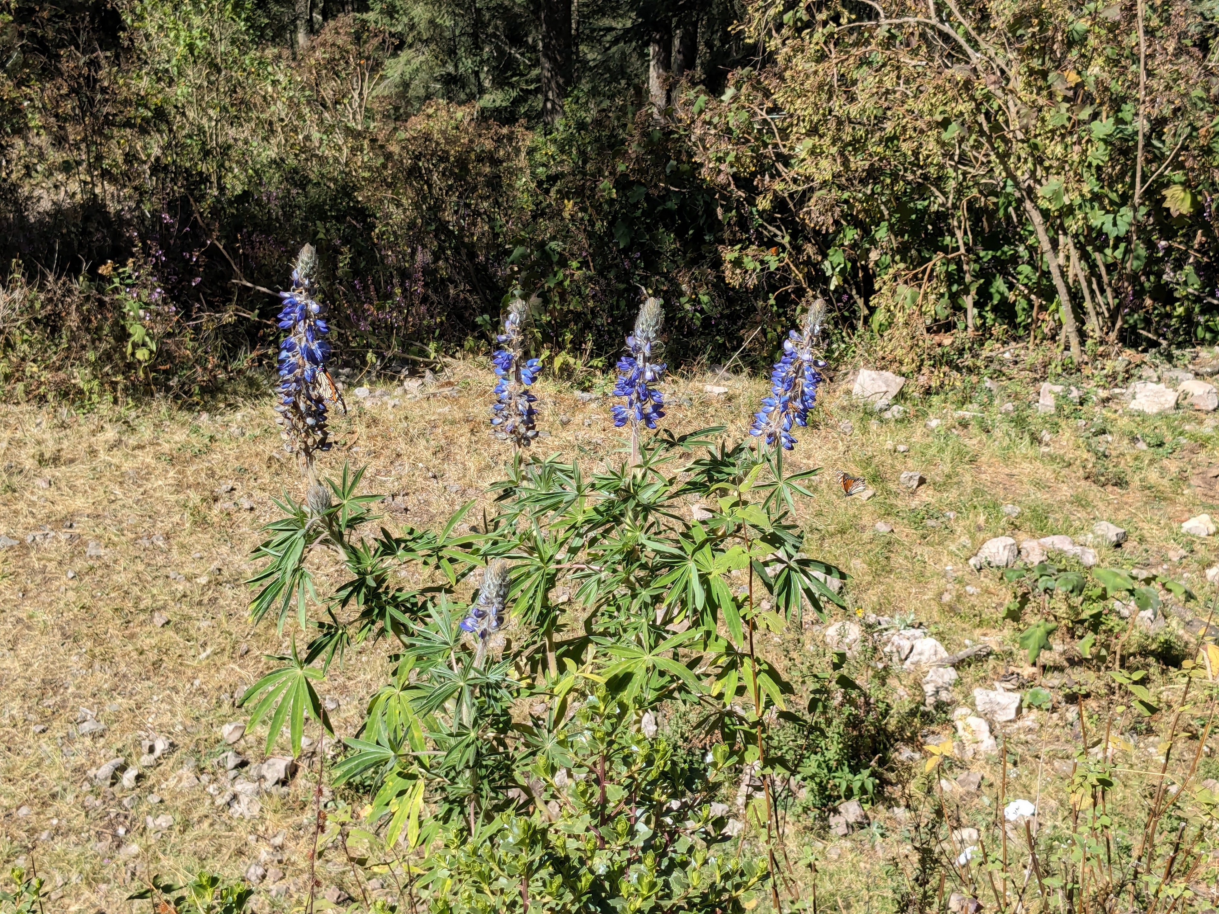 Native plants